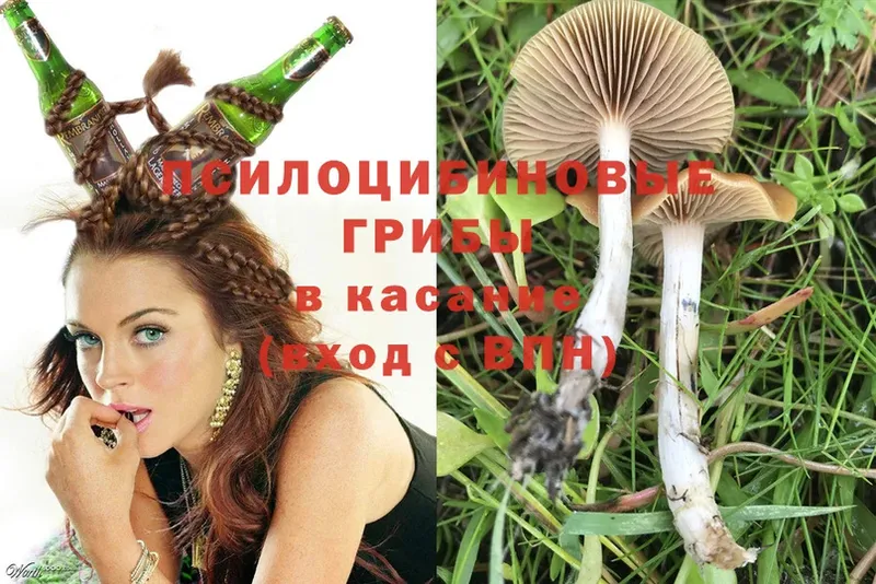 Псилоцибиновые грибы Psilocybe  сколько стоит  Каменногорск 